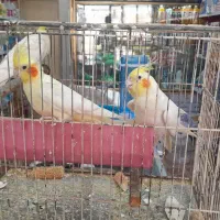 اهواز ج کوت عبدلله|پرنده|کارون, |دیوار