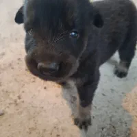 توله ژرمن|سگ|سنگر, |دیوار