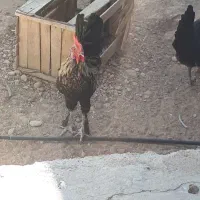 تخم مرغ نطفه دار از بهترین مولدها۳۷عدد|حیوانات مزرعه|شیراز, آزادگان|دیوار