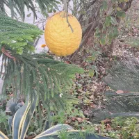 بالنگ|خوردنی و آشامیدنی|کردکوی, |دیوار