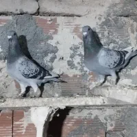 سه جفت کبوتر دوبر