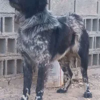 واگزاری نر ولاس قدرجونی|سگ|رودشت (اصفهان), |دیوار