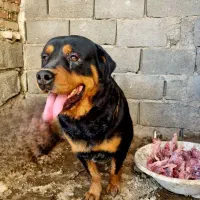 روتوایلر ماده