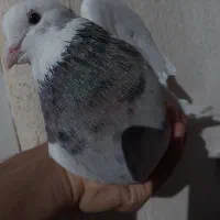 طوقی|پرنده|سنندج, |دیوار