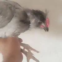مرغ خروس گلین لاری توسی مشکی پنگوئنی چهل تاج ریش|حیوانات مزرعه|قم, دروازه ری|دیوار