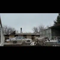 اسب عرب دو سر واردات تولید لهستان|اسب و تجهیزات اسب‌سواری|تهران, شهرک آپادانا|دیوار