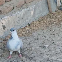 قرمز عرب الچح للهی و یدونه جو شیخی مایا|پرنده|بناب, |دیوار