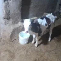 گاو و گوساله|حیوانات مزرعه|دیواندره, |دیوار