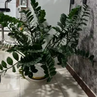 گلدون طبیعی