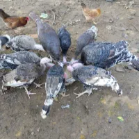 فروش بوقلمون محلی|حیوانات مزرعه|رشت, حومه رشت|دیوار