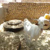 نری سانن اصل