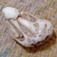 چندتا سنگ پیداکردم نمی‌دونم چی هست