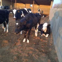 هشت عددگاو تلیسه صنعتی «بلوار توس عسگریه»