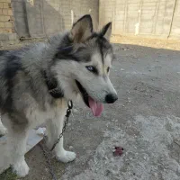 سگ هاسکی نر|سگ|کرمانشاه, |دیوار