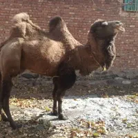 شتر دو کوهان|حیوانات مزرعه|کهریزک, |دیوار