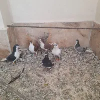 کبوتر|پرنده|تاکستان, |دیوار