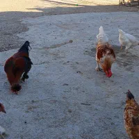 2عدد|حیوانات مزرعه|سرپل ذهاب, |دیوار