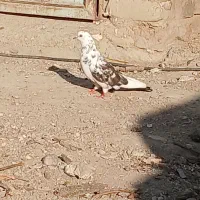 کبوتر فراری|پرنده|تهران, بهارستان|دیوار