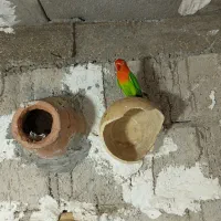 فروش طوطی برزیلی|پرنده|جم, |دیوار