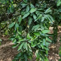 فروش باغ نارنگی با ویو زیبا|فروش زمین و ملک کلنگی|پایین هولار, |دیوار