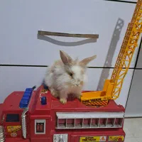 خرگوش لوپ|موش و خرگوش|مشهد, هفده شهریور|دیوار