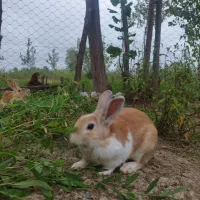 خرگوش نیمه لپ|موش و خرگوش|طاهرگوراب, |دیوار