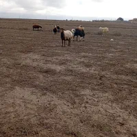 گوسفندافشاری ابستن|حیوانات مزرعه|انبارآلوم, |دیوار