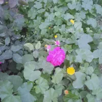 راهنمایی گنید