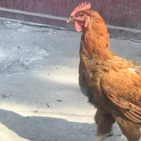 خروس و مرغ محلی / رسمی و اردک باغستان شهریار|حیوانات مزرعه|شهریار, شهریار|دیوار