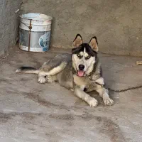 سگ هاسکی نر اصیل