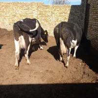 گاو شیری آبستن