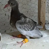 جوجه سار ه مشکی قزوینی|پرنده|تربتحیدریه, مسجد جامع|دیوار