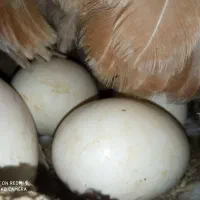 تخم غاز نطفه دار صحیح وسالم