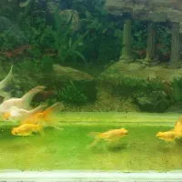 تعدادی ماهی گلدفیش