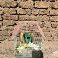 قفس و کیف پرنده|لوازم جانبی حیوانات|تهران, افسریه شمالی|دیوار