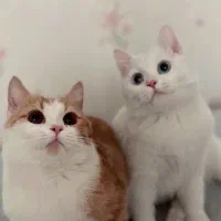 واگذاری دو گربه نر پرشین وان(ترکیه)