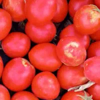 رب گوجه