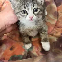 واگذاری به شخص متعهد و حیوان دوست