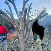 درختان زیتون خوراکی بن بالا موجود میباشد