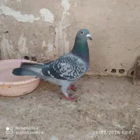 جوستونی نر|پرنده|مشهد, مصلی (کارمندان اول)|دیوار