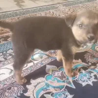 واگذاری توله ژرمن شپرد