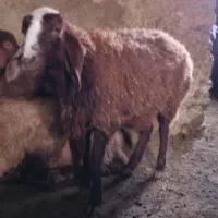 یک عدد گوسفند گیج|حیوانات مزرعه|سنقر, |دیوار