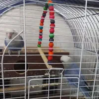 طوطی کوتوله|پرنده|شاهین‌شهر, مسکن مهر|دیوار