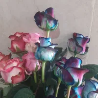 با سلام به دونفر نیروی خانم جهت کار در گلخانه