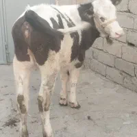 گاو یا گوساله سیمنتال اصیل طلای ناب