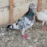 کفتر صید وسرور