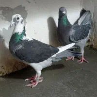 نرو ماده اردن
