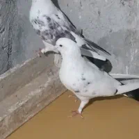کفتر پرشی آسمون خراش