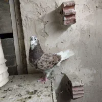 کفترسورور پرشی