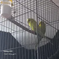 مرغ عشق|پرنده|خرمشهر, |دیوار